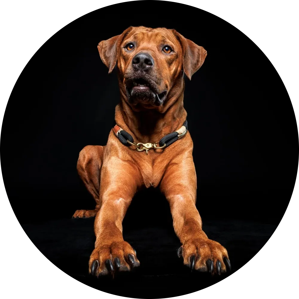 Rhodesian Ridgeback von Minabou-Massai - Hundezucht - Ammenhündin: Nimaa