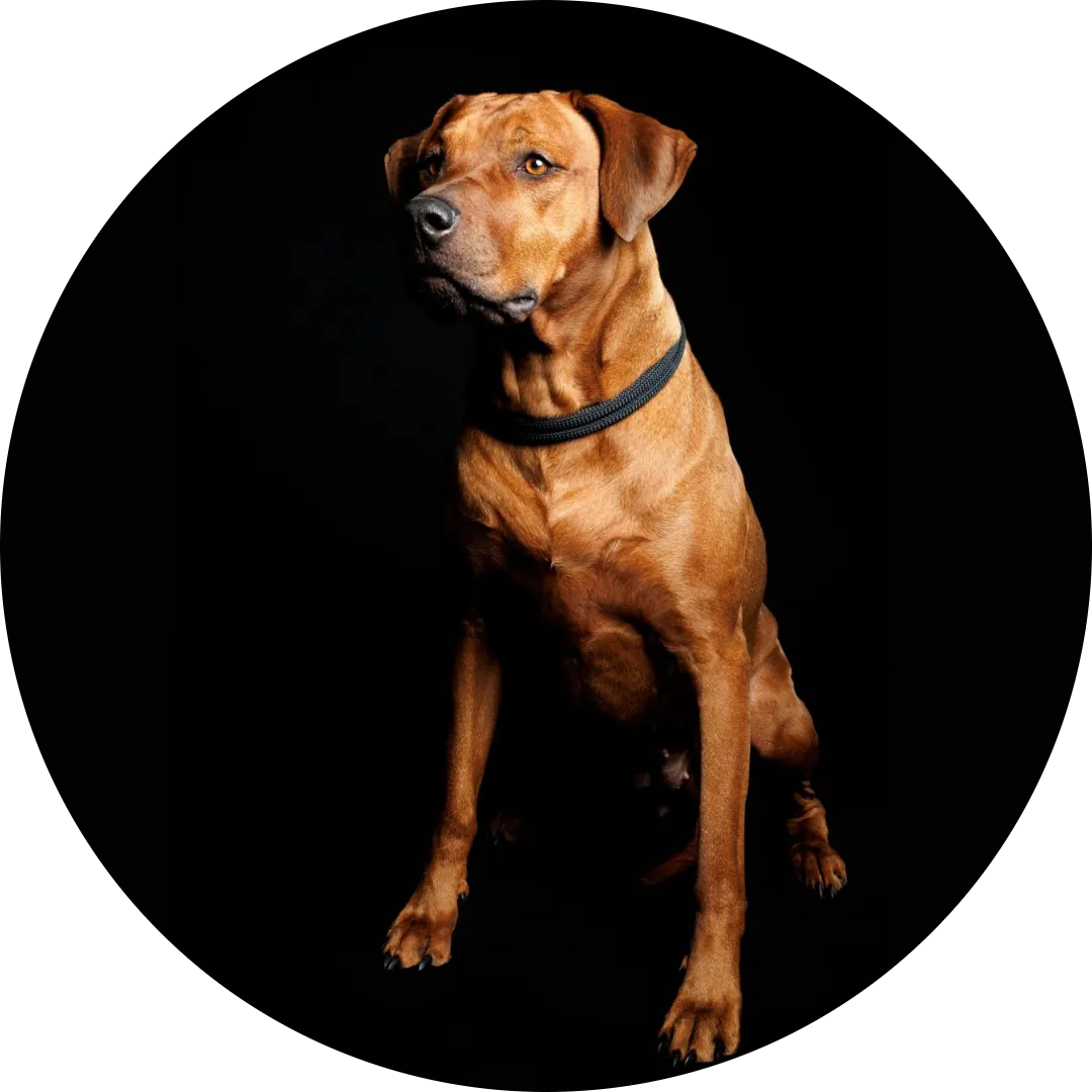 Rhodesian Ridgeback von Minabou-Massai - Hundezucht - Ammenhündin: Nimaa