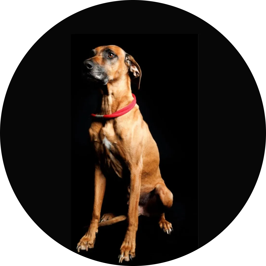 Rhodesian Ridgeback von Minabou-Massai - Hundezucht - Milow