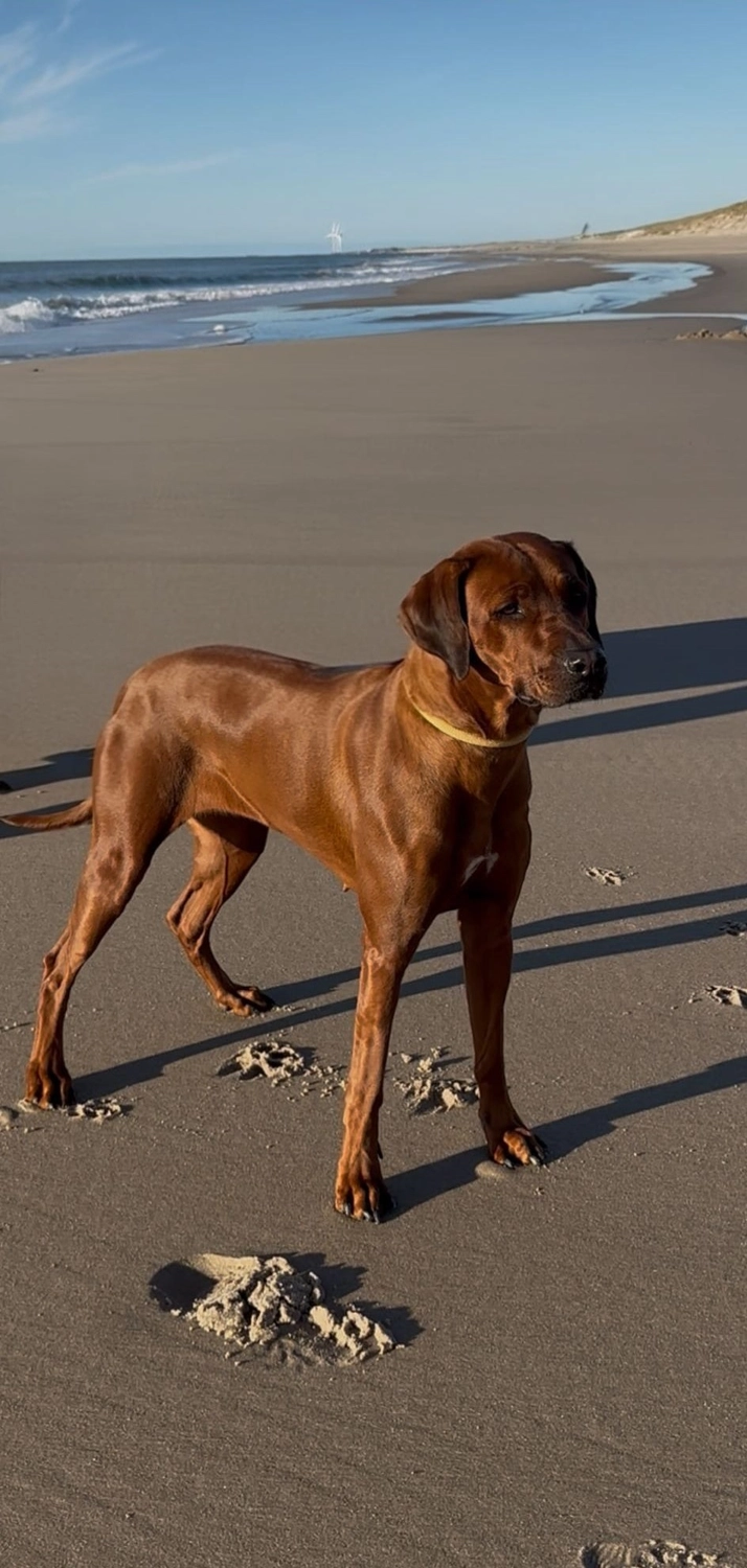 Rhodesian Ridgeback von Minabou-Massai - Hundezucht - Zuchthündin Mabou von Lubaya