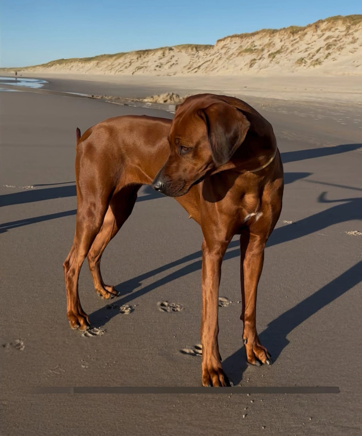 Rhodesian Ridgeback von Minabou-Massai - Hundezucht - Zuchthündin Mabou von Lubaya