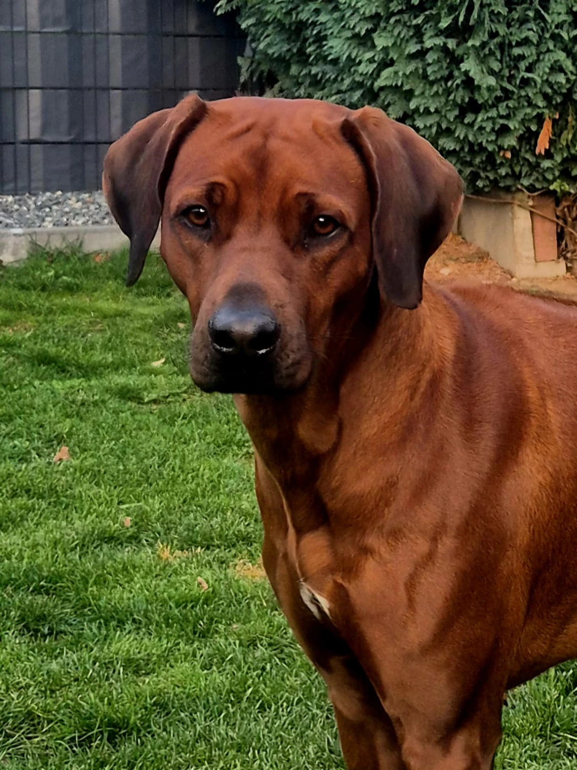 Rhodesian Ridgeback von Minabou-Massai - Hundezucht - Zuchthündin Mabou von Lubaya