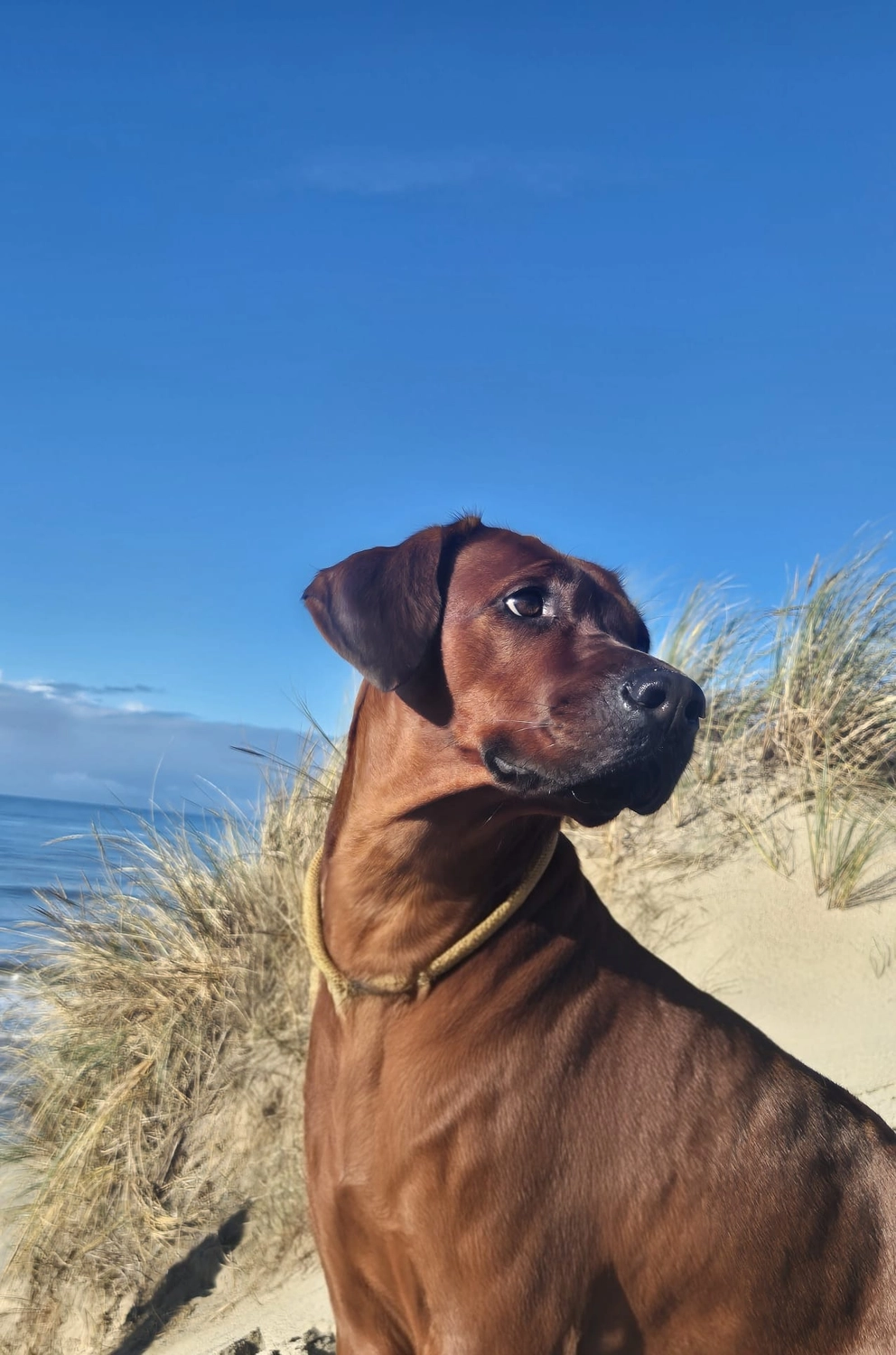 Rhodesian Ridgeback von Minabou-Massai - Hundezucht - Hund