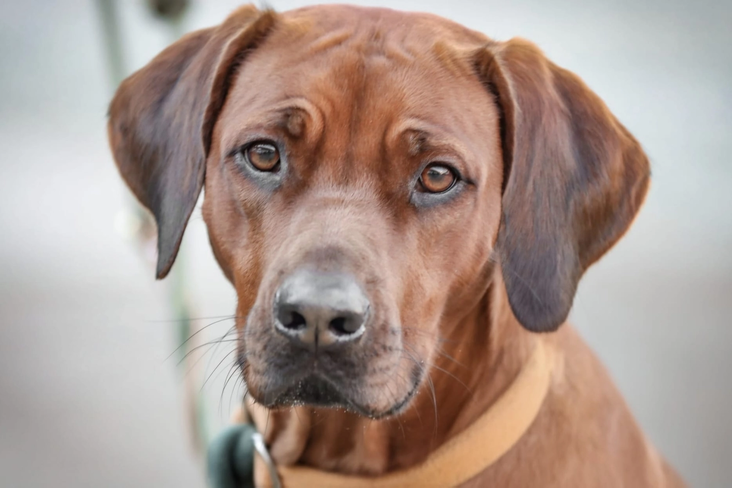 Rhodesian Ridgeback von Minabou-Massai - Hundezucht - Hund